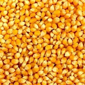 Yellow corn