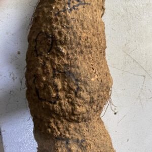 Yam