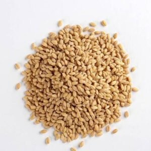 Barley seed