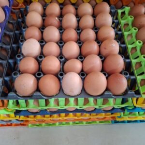 Egg (1 crate)