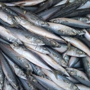 Original Scumbia (1kg) (frozen)