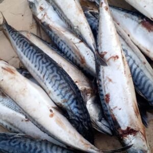 Scumbia Fish