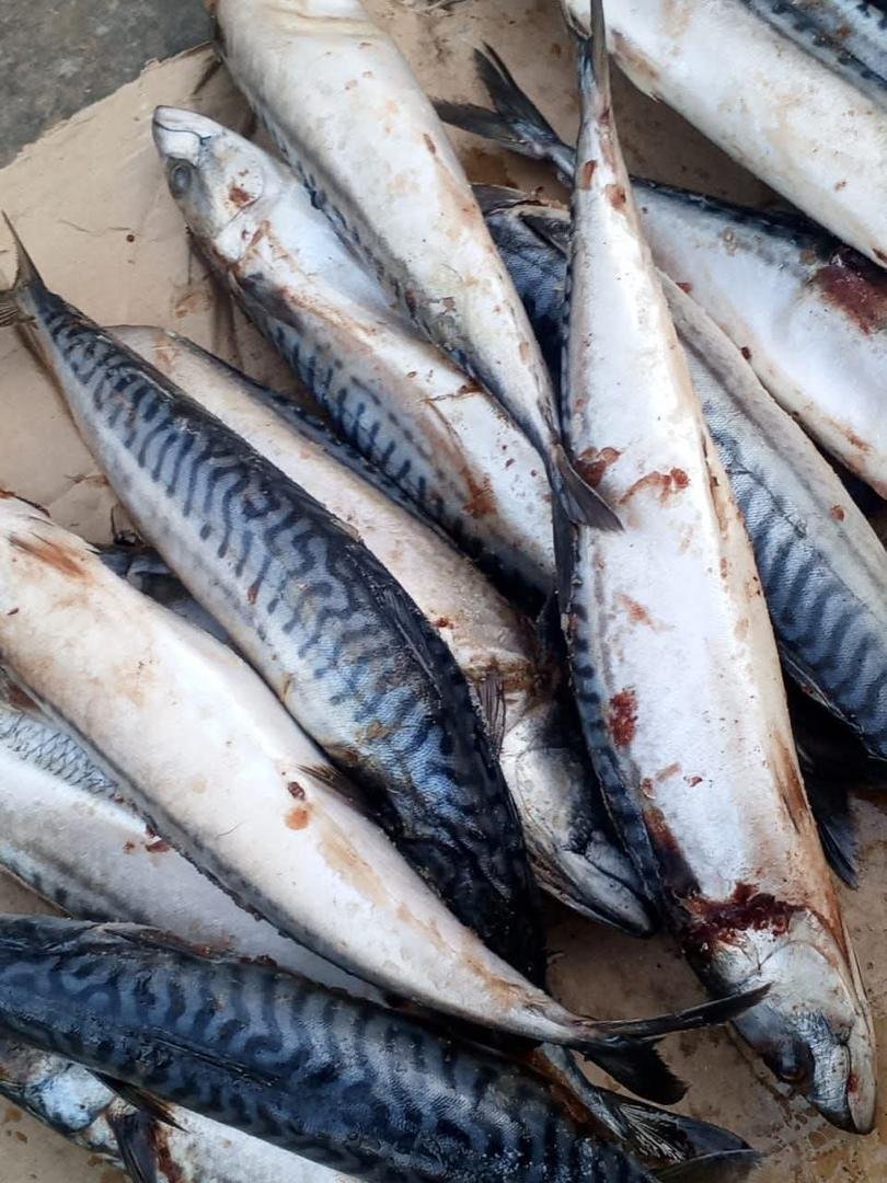 Scumbia Fish