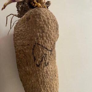 Yam (Size B)