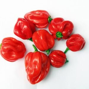Fresh Pepper