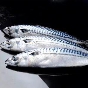 Spotted Scumbia 1Kg