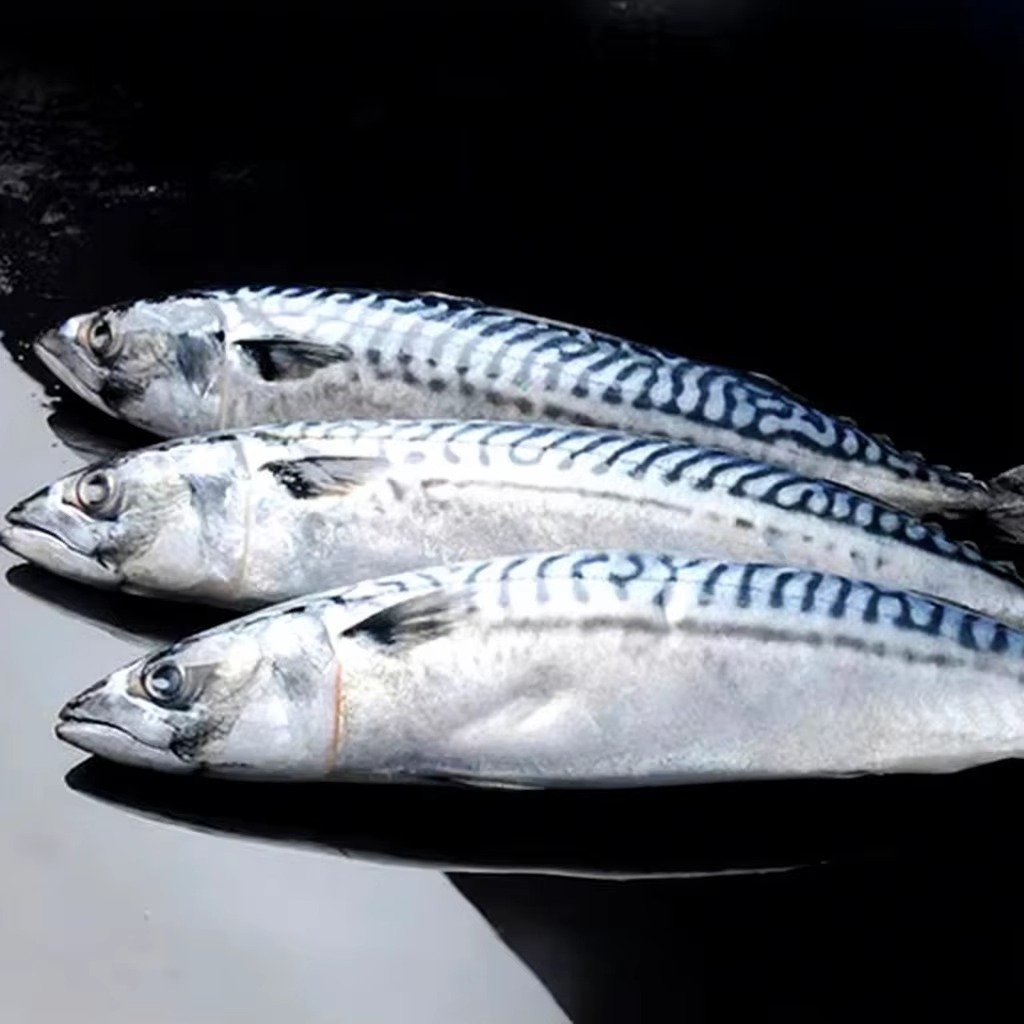 Spotted Scumbia 1Kg