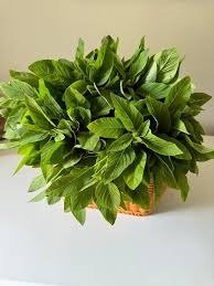 Fresh Green