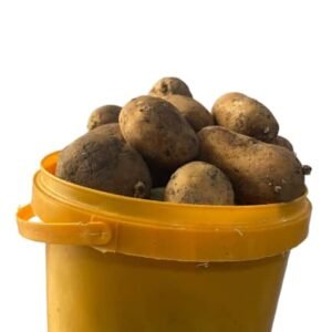 Irish Potato (Ptr)