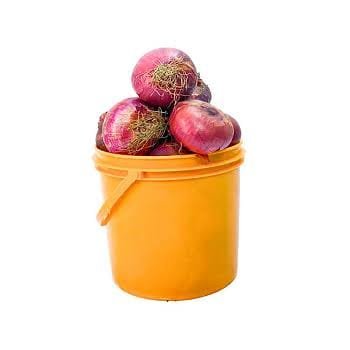 Onion (1 Ptr)
